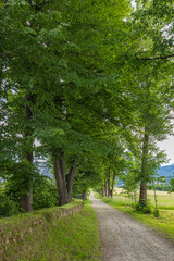 Fototapeta premium Rural gravel road winding through green tree alley in Muszyna