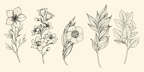 Vintage botanical illustration featuring delicate floral and leafy arrangements © Delip