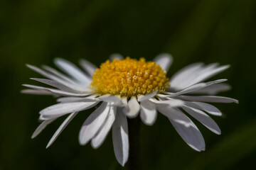 Fototapeta premium daisy flower macro