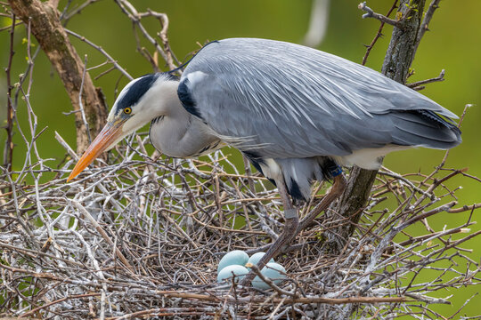 Grey heron protecting eggs in nest in Prague