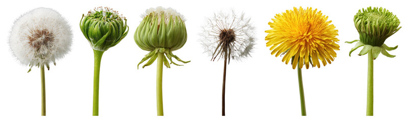 Fototapeta premium PNG Dandelion lifecycle stages illustration on transparent background