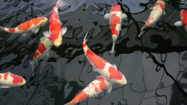 Koi Fish Swimming in Garden Pond