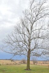 Obraz premium Bare Sycamore Tree