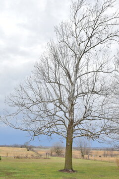 Bare Sycamore Tree