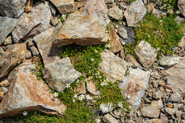 Obraz premium Rock background texture, wall background, stone, abstract. High-altitude plants and flowers growing in stones