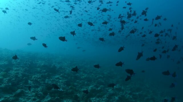Underwater Shoal of Red-Toothed Triggerfish Swimming Over Coral Reef, Maldives