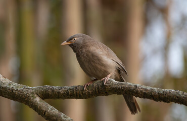 Fototapeta premium A jungle babbler (Argya striata) on a tree branch.