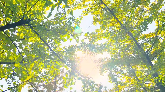 Golden Ginkgo Tree Canopy with Sunlight and Autumn Leaves