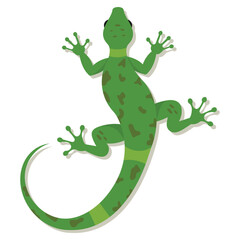 Obraz premium Lizard in top view illustration on white background