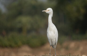 Obraz premium A Elegant Little Egret (Egretta garzetta).