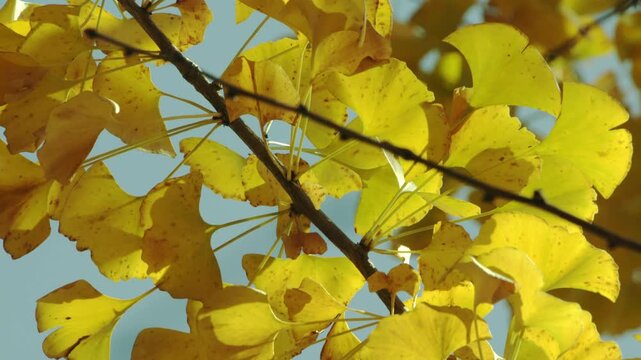 Golden Ginkgo Leaves in Autumn - Close-up Branch Detail