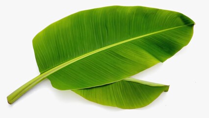 Obraz premium Two vibrant green banana leaves with visible veins isolated on a white background.
