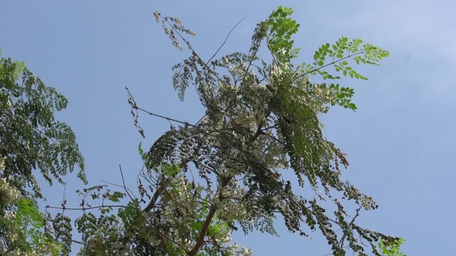 Moringa tree leaves and branches against a clear blue sky
