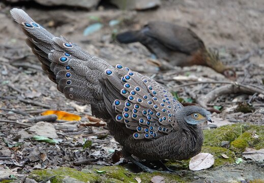 Gray peacock pheasant