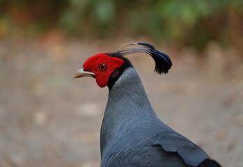 Siamese fireback pheasant chicken crossing the road trail