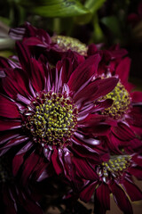 Chrysanthèmes bordeaux © WitchCanSmile.xmp