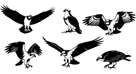 Obraz premium Collection of Osprey Birds in Flight and Perched, Silhouette Style