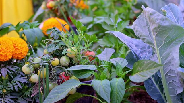 Small vegetable garden with ripening cherry tomatoes, leafy greens, and bright marigold flowers, gently swaying in the breeze.