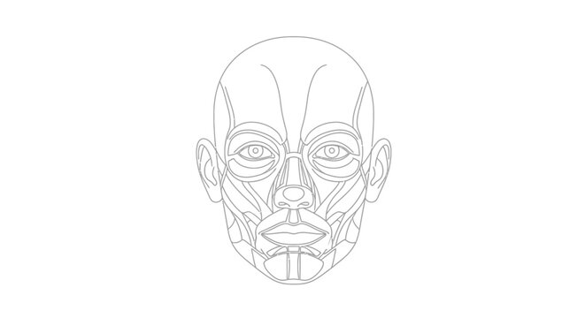 Detailed Human Head Facial Anatomy Illustration.