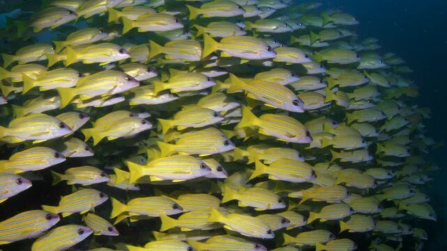 Dense School of Five-Lined Snapper (Lutjanus quinquelineatus) Swimming on Reef, Maldives