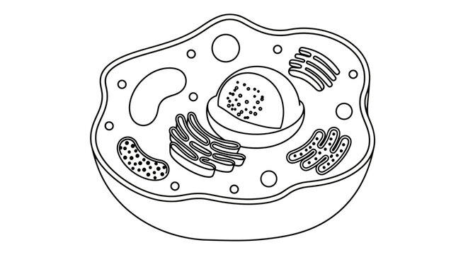 Detailed Illustration of Cell Structure Diagram.