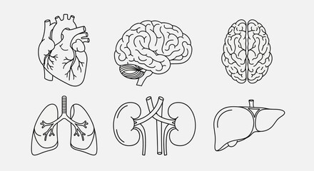 Human Organs Heart Brain Lung Kidney Liver.