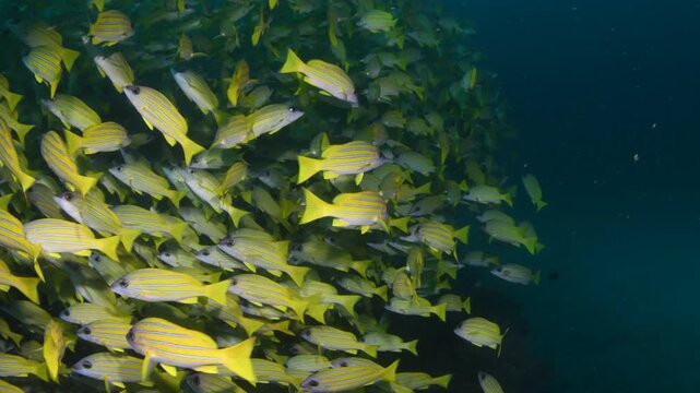 Massive School of Five-Lined Snapper (Lutjanus quinquelineatus) Close-Up on Coral Reef, Maldives