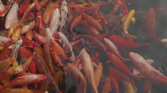 Koi Fish School Swimming in Pond