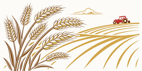 A close-up view of a field of wheat with a red tractor in the background Vector © rabby