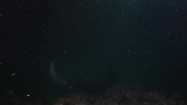 Close Pass of Reef Manta Ray (Mobula alfredi) Feeding in Plankton During Night Dive, Maldives