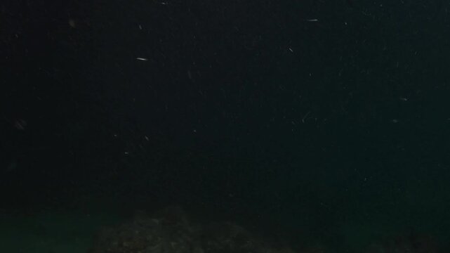 Night Feeding Reef Manta Rays (Mobula alfredi) Gathering in Dive Lights to Eat Plankton, Maldives