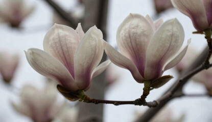 Fototapeta premium Pink magnolia flowers blooming on a magnolia tree branch in spring nature