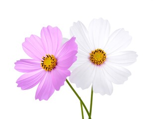 Naklejka premium Two cosmos flowers, one is light pink, the other is white, with yellow centers. Isolated on white