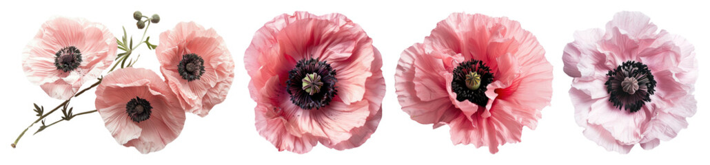Naklejka premium PNG Delicate pink poppy flowers arrangement, element set on transparent background