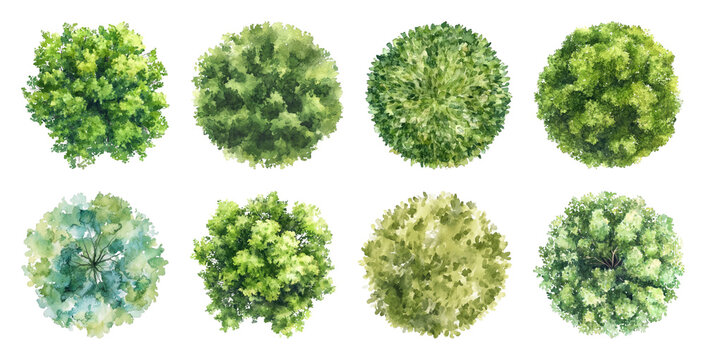 PNG Watercolor top view tree illustrations, transparent background
