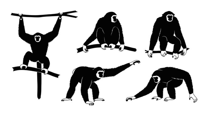 Gibbon Monkey Silhouettes: Dynamic Poses Collection
