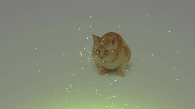 Orange tabby cat tracking particles settling around paws, lifting head, flicking tail, marketing