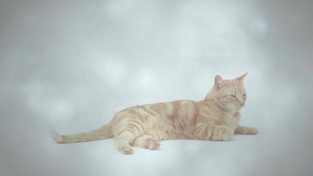 Orange tabby cat lying on white set bokeh, tail-flicking head-turning to offscreen sound for health