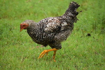 free range chicken on grass