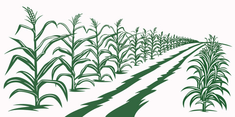 Rows of green corn plants growing in a well-maintained agricultural field. Vector © Rabbi