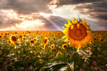 Sunflower field on a farm in the countryside at sunset ready to be harvested. The sunflowers are in full bloom and stretch to the horizon with the sun setting in the distance.  © Scott Book