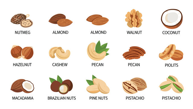 Comprehensive educational chart displays various types of nuts and seeds with their corresponding names for easy identification.