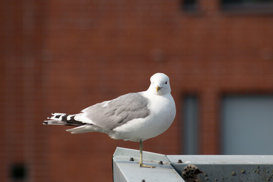 Common gull (Laris canus), a medium-sized gull standing on a roof.