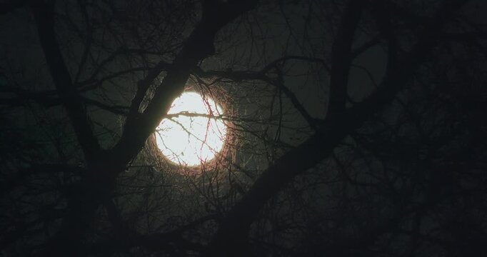 Vollmond wandert hinter einem Baum &uuml;ber den Nachthimmel