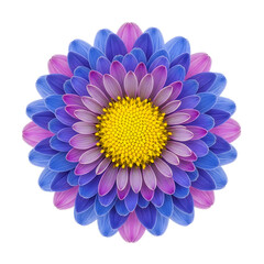 A colorful flower with blue and pink petals