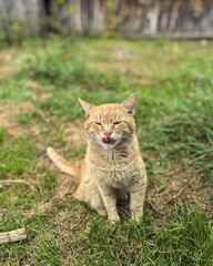 Naklejka premium Adorable ginger tabby cat sitting outdoors in green grass with eyes closed, happily licking its face.