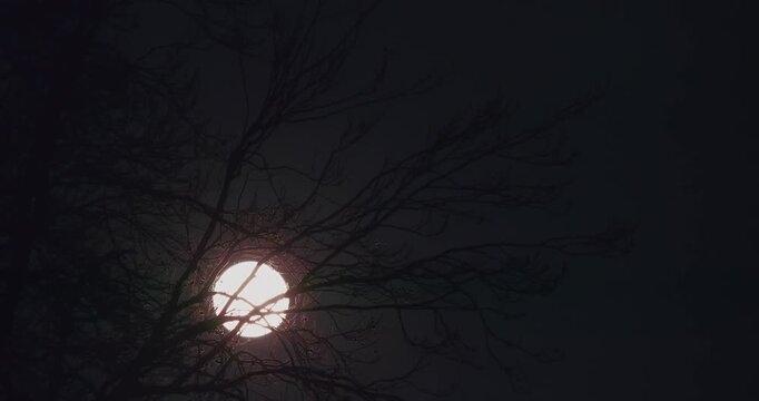 Vollmond wandert hinter einem Baum &uuml;ber den Nachthimmel