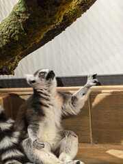 Fototapeta premium Captivating ring-tailed lemur reaching curiously towards an overhead mossy branch within its enclosure.