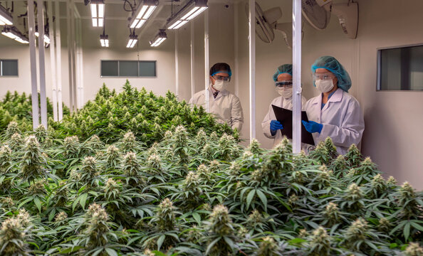 Professional scientists in protective lab coats inspecting flowering cannabis plants in a modern medical marijuana indoor cultivation facility for pharmaceutical research