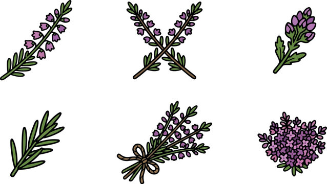 Flat design hand drawn lavender icon set close up sprigs and bouquet tied with bow isolated on white background soft natural lighting